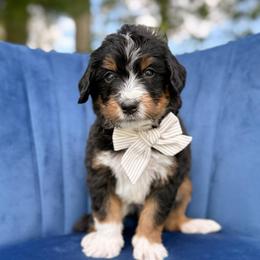 Smee - Tri-color male Bernedoodle puppy in Bellville, Ohio from Bernedoodle Buddies