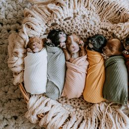 Cavalier King Charles Spaniels and Cavapoos from Small Town Cavaliers