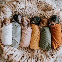 Cavalier King Charles Spaniels and Cavapoos from Small Town Cavaliers