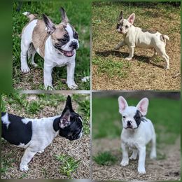 French Bulldog Puppies from G & K Frenchies LLC