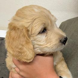 Willie Pep - Cream male Pyredoodle puppy in Prescott, Washington from Washington Pyredoodles