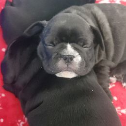 French Bulldog Puppies from Ariel's French Bulldogs