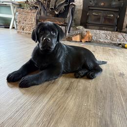 German Shepherd and Labrador Retriever Puppies from Buckley Labradors