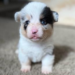 Male blue merle - White and black male Pembroke Welsh Corgi puppy in Glendale, Arizona from CorgiholicsAz
