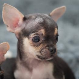 James - Black and tan male Chihuahua puppy in Eustis, Florida from Chichianna's Legacy