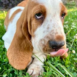 Bermuda - Red and white male Basset Hound puppy in Jefferson City, Missouri from Triple Hill Farm