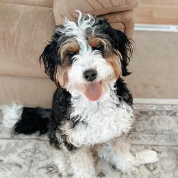 Remi - Bernedoodle