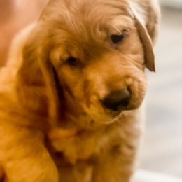 Golden Retriever and Labrador Retriever Puppies from All Around Retrievers