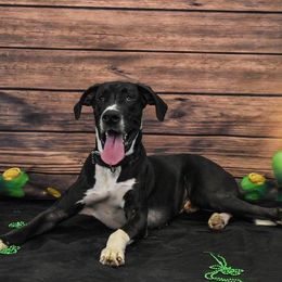 RJ or Reemus - Great Dane