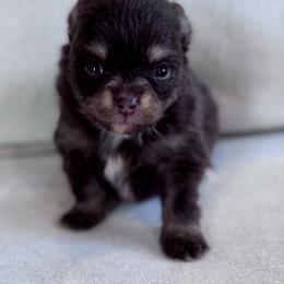 Chia - Chocolate female Pomeranian puppy in Canandaigua, New York from Fingerlakes Pomeranians