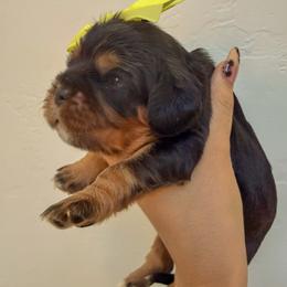 Cavalier King Charles Spaniel and Cavapoo Puppies from Unicorn Tears and Cavaliers