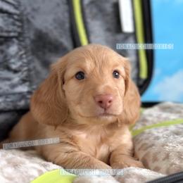 Jet - Red male Dachshund puppy in Chandler, Arizona from Vonaducci Doxies, LLC.
