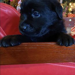 Labrador Retriever Puppies from Nosterfields Labradors