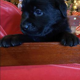 Labrador Retriever Puppies from Nosterfields Labradors