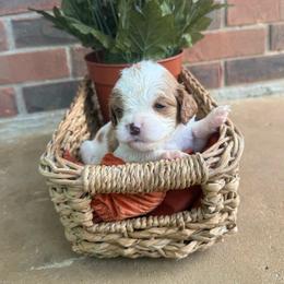 Mini Moo (toy size) Health tested parents:) - Blenheim female Cavapoo puppy in Brandenburg, Kentucky from Bluegrass River Newfoundlands