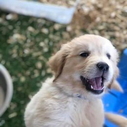 Golden Retriever Puppies from Oak Canyon Golden Retrievers