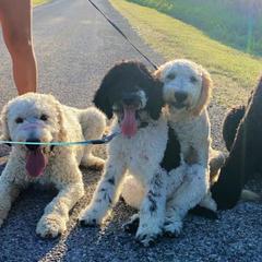 Bernedoodles, Goldendoodles, and Labradoodles from Dreamy Doodles