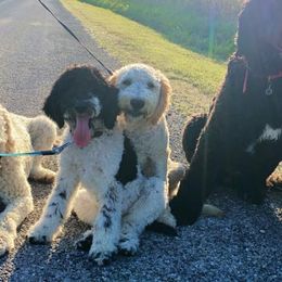 Bernedoodles, Goldendoodles, and Labradoodles from Dreamy Doodles
