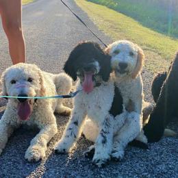 Bernedoodles, Goldendoodles, and Labradoodles from Dreamy Doodles