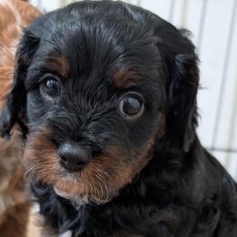 Sirius - Tri-color male Cavapoo puppy in Sunnyvale, Texas from Sunnytown Farm Cavapoos