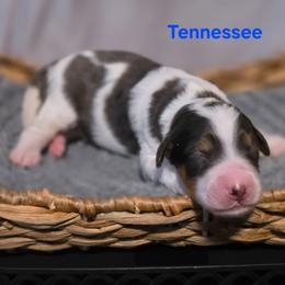 Tennessee - Grey and white male Bernedoodle puppy in Summerville, South Carolina from Channys Doodles