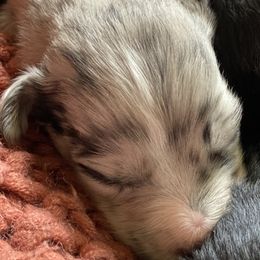 Boy 3 - Aussiedoodle puppy in Clyde, Texas from W7 Doodles