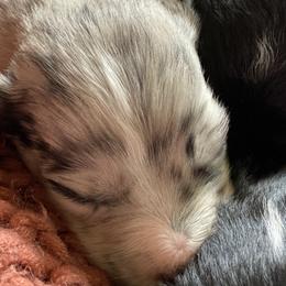 Boy 3 - Aussiedoodle puppy in Clyde, Texas from W7 Doodles