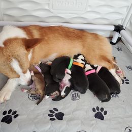 American Corgis and Pembroke Welsh Corgis from Rose Petal Corgis