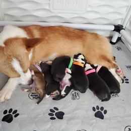 American Corgis and Pembroke Welsh Corgis from Rose Petal Corgis