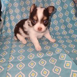 Reese - Chocolate and white male Chihuahua puppy in Attleboro, Massachusetts from Treasured Hearts Chihuahuas and Toy/mini poodles