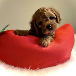 Cavapoo, Cockapoo, and Poodle Puppies from Benji’s Cockapoos