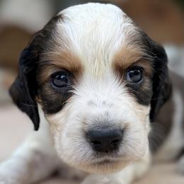 07 Green collar Jack - Black white and tan male English Springer Spaniel puppy in Comer, Georgia from Stratton Spaniels