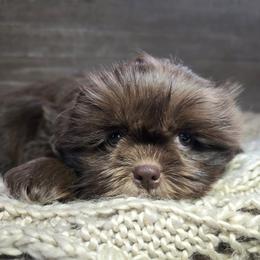Crusoe - Liver male Shih Tzu puppy in Mountain Grove, Missouri from Precious Puppies