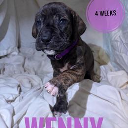 Wenny - Brindle female Great Dane puppy in Columbus, Ohio from Von Schaaf Haus DuPree