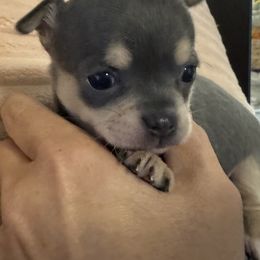 Brooklyn - Blue and tan female Chihuahua puppy in Brooklyn, Connecticut from Ladybug Chihuahuas