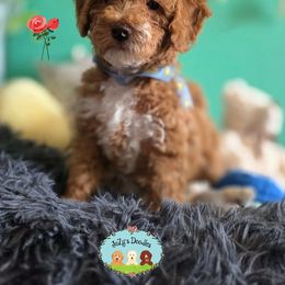 Nessa Rose - Parti female Goldendoodle puppy in Lynn Haven, Florida from JoZy's Doodles