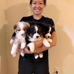 Miniature American Shepherd Puppies from Bonbelle