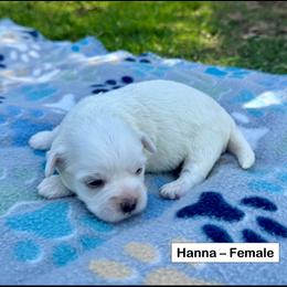 Hanna - White female Coton de Tulear puppy in Mead, Oklahoma from Bar W Cotons