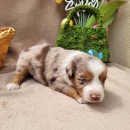 Miniature American Shepherd and Miniature Australian Shepherd Puppies from ATX Mini Aussies