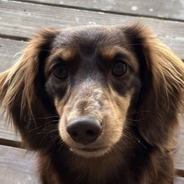 Dachshunds from Jennie McNamara