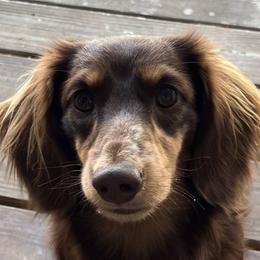 Dachshunds from Jennie McNamara