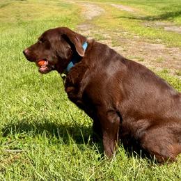 Thelma - Labrador Retriever