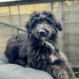 Aussiedoodle All Grown Up from Aspen Mountain Doodles LLC