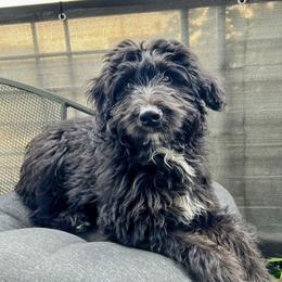 Aussiedoodle All Grown Up from Aspen Mountain Doodles LLC