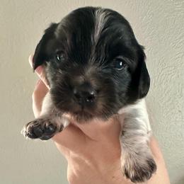 Thunder - Black and cream male Dachshund puppy in Wolf Lake, Indiana from Canisteo Dachshunds