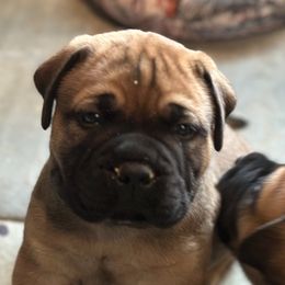 Yellow - Red fawn female Bullmastiff puppy in Cedar Creek, Texas from Burns Family Ranch " BFR Bullies"