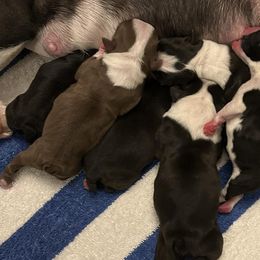 Boston Terriers from Bruno’s Bostons