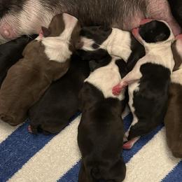 Boston Terriers from Bruno’s Bostons