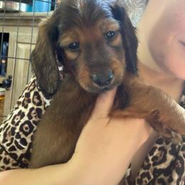 Daniel - Red male Dachshund puppy in Bluff City, Tennessee from Sidanelv Dachshunds