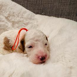 Orange Collar - Parti female Goldendoodle puppy in Miami, Florida from GoldStar Doodles USA
